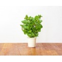 Click & Grow Smart Herb Garden refill Peppermint 3pcs
