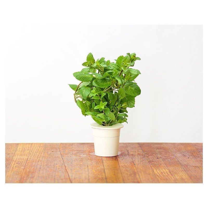 Click & Grow Smart Herb Garden кассета, Мята (3 шт)