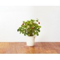 Click & Grow Smart Herb Garden refill Strawberry 3pcs