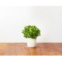 Click & Grow Smart Herb Garden refill Parsley 3pcs