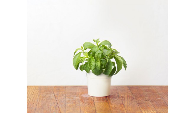 Click & Grow Smart Herb Garden refill Stevia 3tk