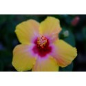 Fujinon XF-35mm f/1.4 R