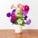 Click & Grow Smart Herb Garden refill Petuunia 3tk