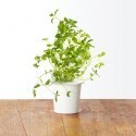 Click & Grow Smart Herb Garden refill Oregano 3pcs