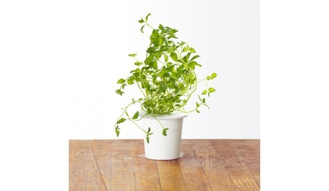 Click & Grow Smart Herb Garden refill Oregano (3-pack)