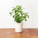 Click & Grow Smart Herb Garden refill Hyssop 3pcs