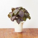Click & Grow Smart Herb Garden refill Red Basil 3pcs