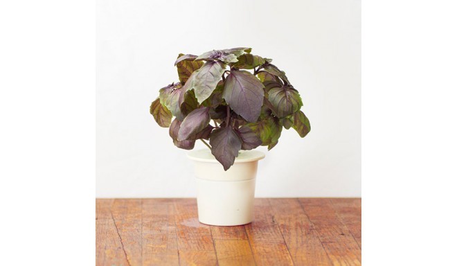 Click & Grow Smart Herb Garden refill Red Basil (3-pack)