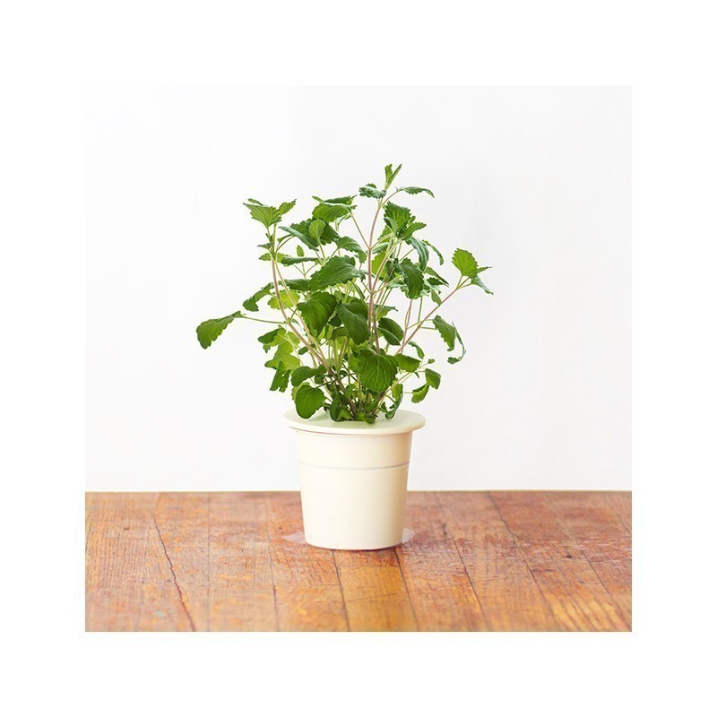 Click & Grow Smart Herb Garden refill Naistenõges 3tk