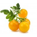 Click & Grow Smart Garden refill Kollane tomat 3tk