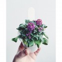 Click & Grow ü.aed Refill Sweet Alyssum3