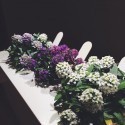 Click & Grow ü.aed Refill Sweet Alyssum3