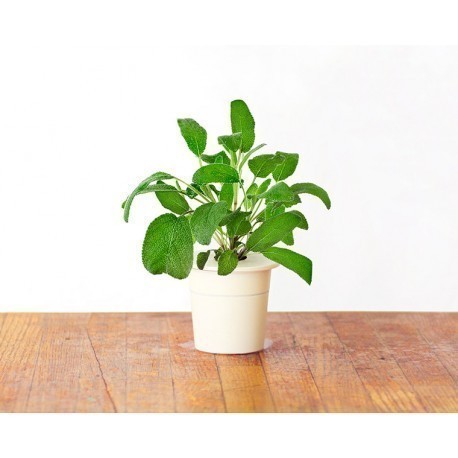 Click & Grow Smart Herb Garden refill Salvei 3tk
