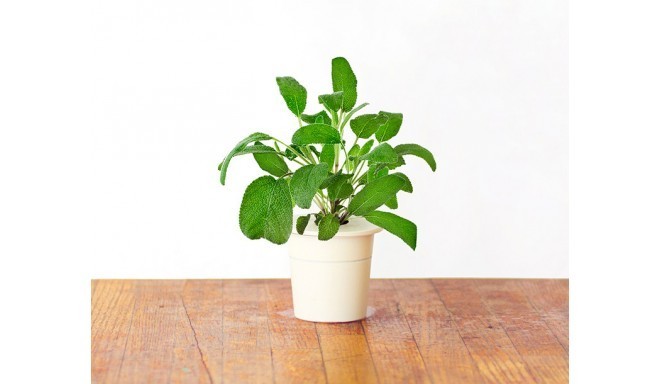 Click & Grow Smart Herb Garden кассета, Шалфей (3 шт)