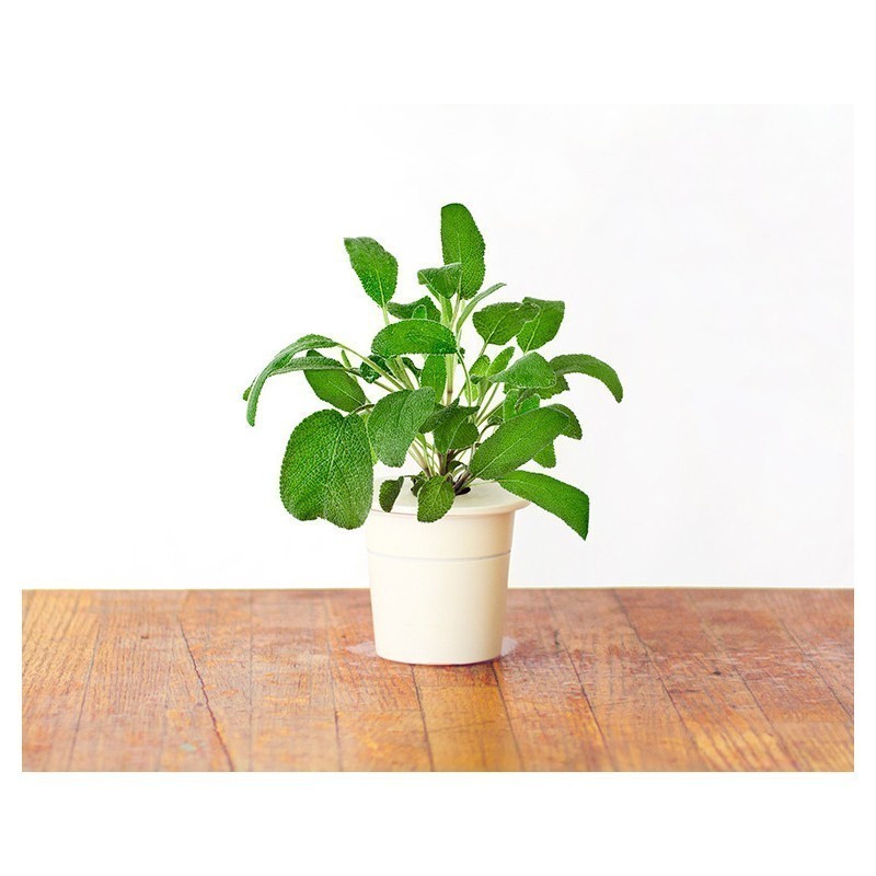 Click & Grow Smart Herb Garden refill Salvei 3tk