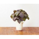 Click & Grow Smart Herb Garden refill Tai Basiilik 3tk