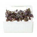 Click & Grow Smart Herb Garden refill Red Basil (3-pack)