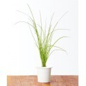 Click & Grow Smart Herb Garden refill Murulauk 3tk