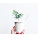 Click & Grow Smart Herb Garden refill Kuusk 3tk