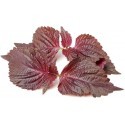 Click & Grow Smart Herb Garden refill Punane Shiso 3tk