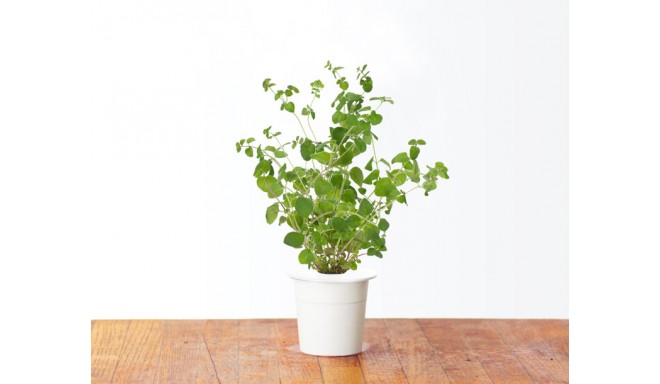 Click & Grow Smart Herb Garden refill Majoraan 3tk