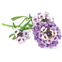 Click & Grow Smart Garden refill Sweet Alyssum 3pcs