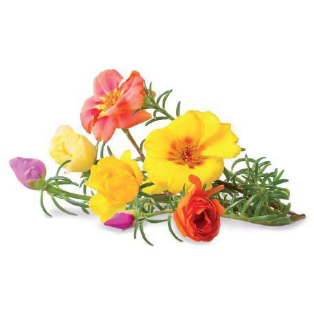 Click & Grow Smart Garden refill Moss Rose 3pcs