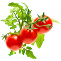 Click & Grow Smart Garden refill Minitomat 3tk
