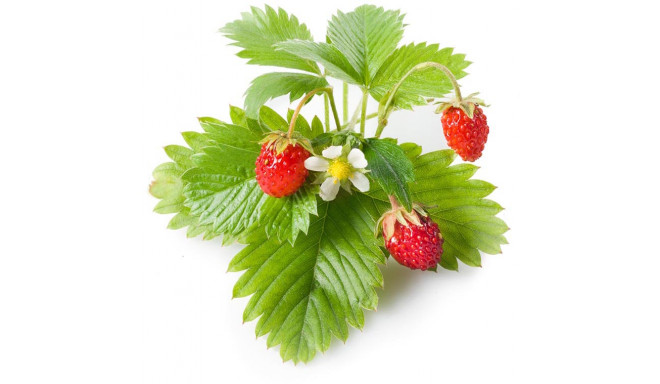 Click & Grow Smart Garden refill Wild Strawberry 3pcs