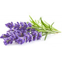 Click & Grow Smart Garden refill Lavender 3 штуки
