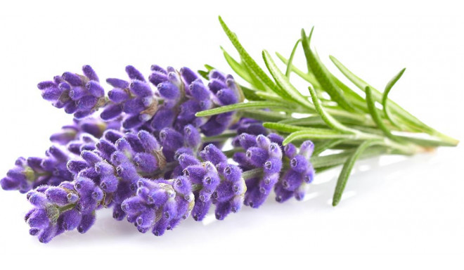 Click & Grow Smart Garden refill Lavendel 3tk