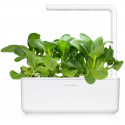 Click & Grow Smart Garden refill Pak Choi 3pcs