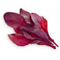 Click & Grow Smart Garden refill Red Leaf Beet 3pcs