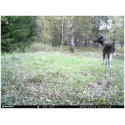 Bresser 12MP Wildlife Camera SSL/E-Mail/MMS
