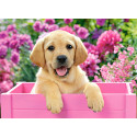 CASTORLAND puzle Labradora kucēns rozā kastē, 300 gab. B-030071