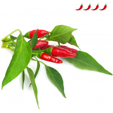 Click & Grow Smart Garden refill Piri Piri tšillipipar 3tk
