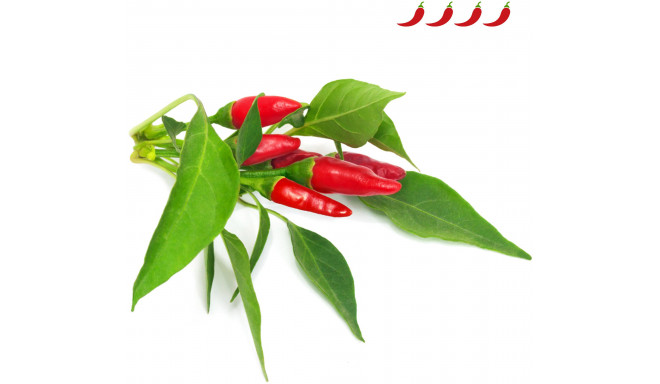 Click & Grow Smart Garden refill Piri Piri Chili Pepper 3pcs