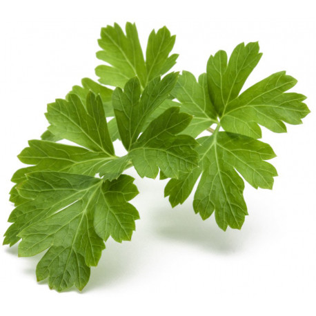 Click & Grow Smart Garden refill Plain Parsley 3pcs
