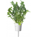 Click & Grow Plant Pod Salad Mix 9tk