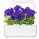 Click & Grow Smart Garden refill Blue Petunia 3pcs
