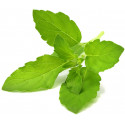 Click & Grow Smart Garden refill Holy Basil 3pcs