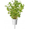 Click & Grow Smart Garden refill Oregano 3pcs