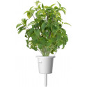 Click & Grow Smart Garden refill Thai Basil 3pcs