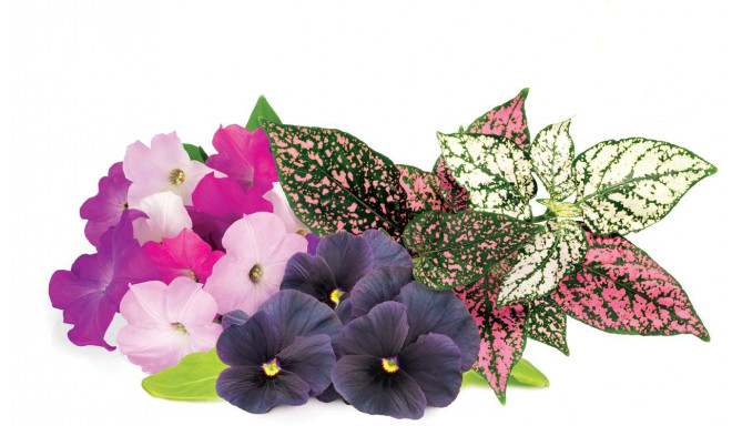 Click & Grow Plant Pod Vibrant Flower Mix 9 шт.