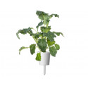Click & Grow Smart Refill Italian Kale 3pcs