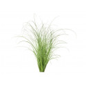 Click & Grow Smart Refill Ornam.Grass3tk