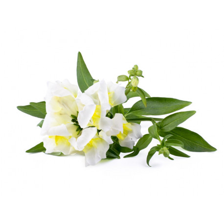 Click & Grow Smart Garden Refill Valge lõvilõug 3tk