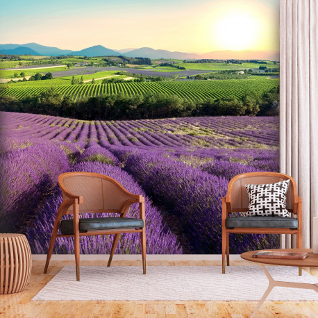 Fototapeet - Lavender Field - 250x175