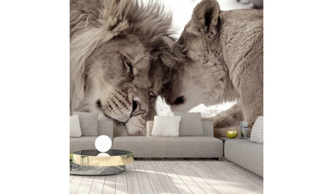 Fototapeet - Lion Tenderness (Sepia) - 100x70