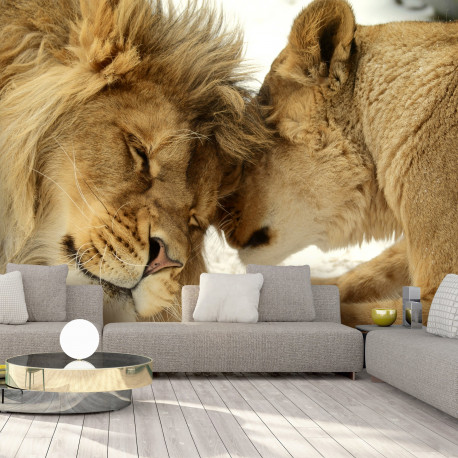 Fototapeet - Lion Tenderness - 100x70